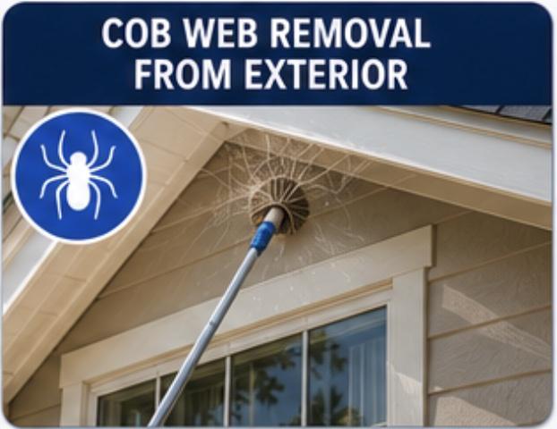 Cobweb Removal