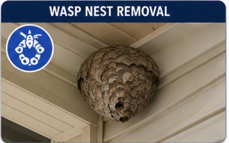 Wasp Nest Removal